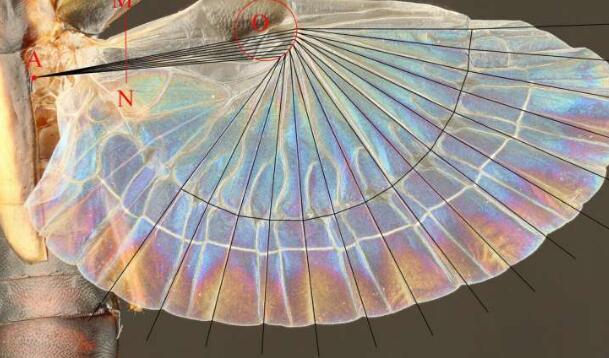 昆蟲啟發式風扇的設計提供了廣泛的應用