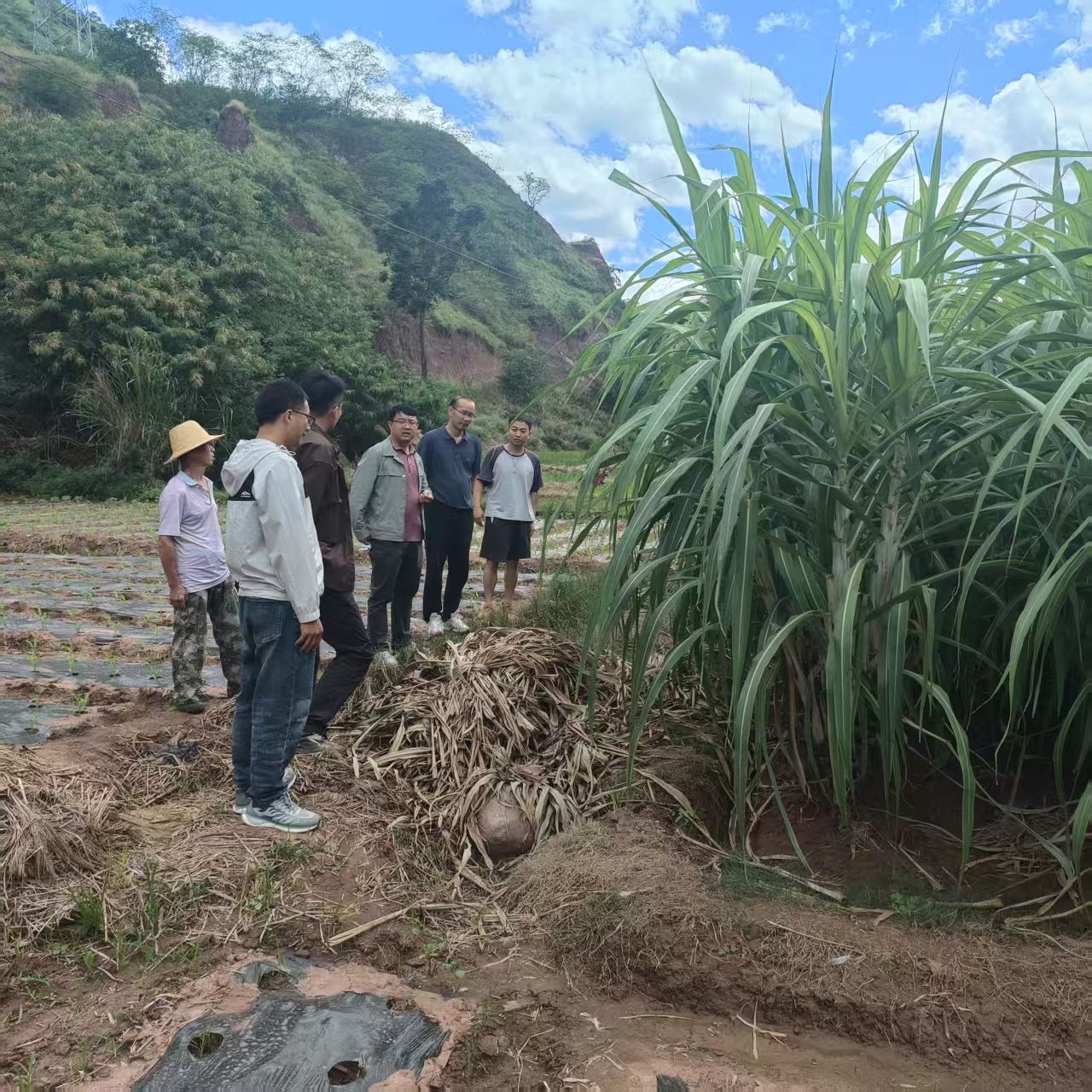 武定縣委辦公室幫扶日“走訪+調研” 精準幫扶“解難+興業”3