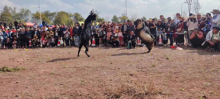 10.斗羊.jpg 10.斗羊.jpg