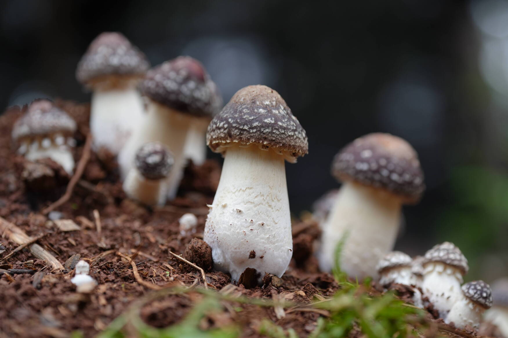 復制圖片 復制圖片